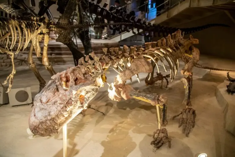 Fossil de crocodilos