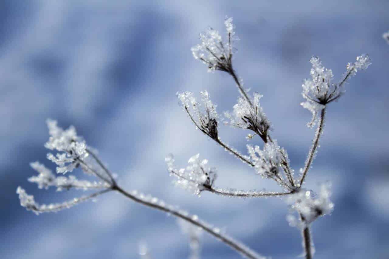 Geada delicada em grama de inverno
