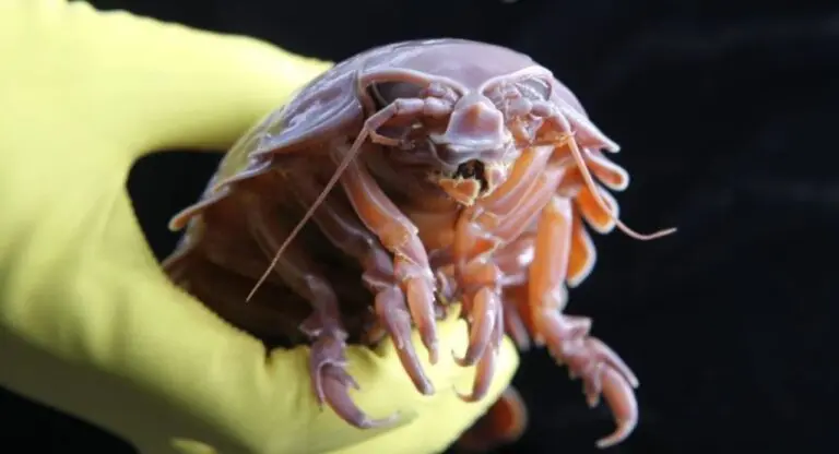 Isópode supergigante de águas profundas.
