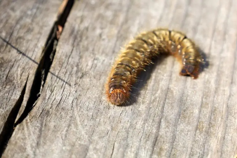 Lagarta mariposa
