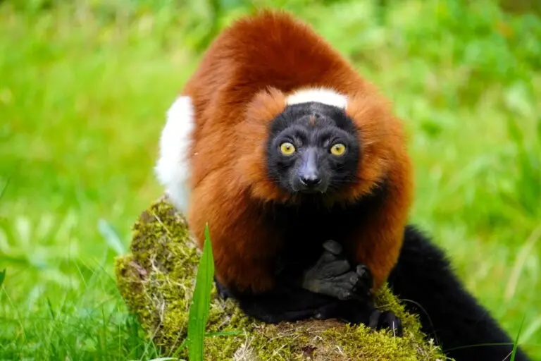 Lêmure-de-rufo-vermelho