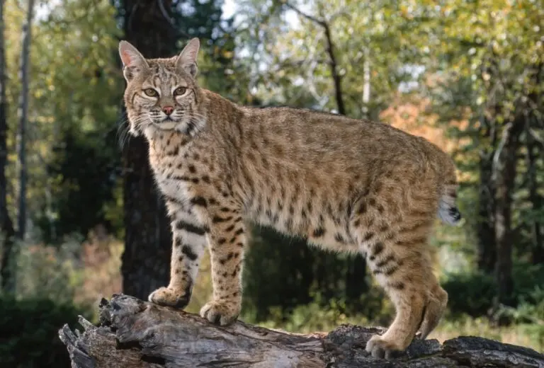 Lince americano