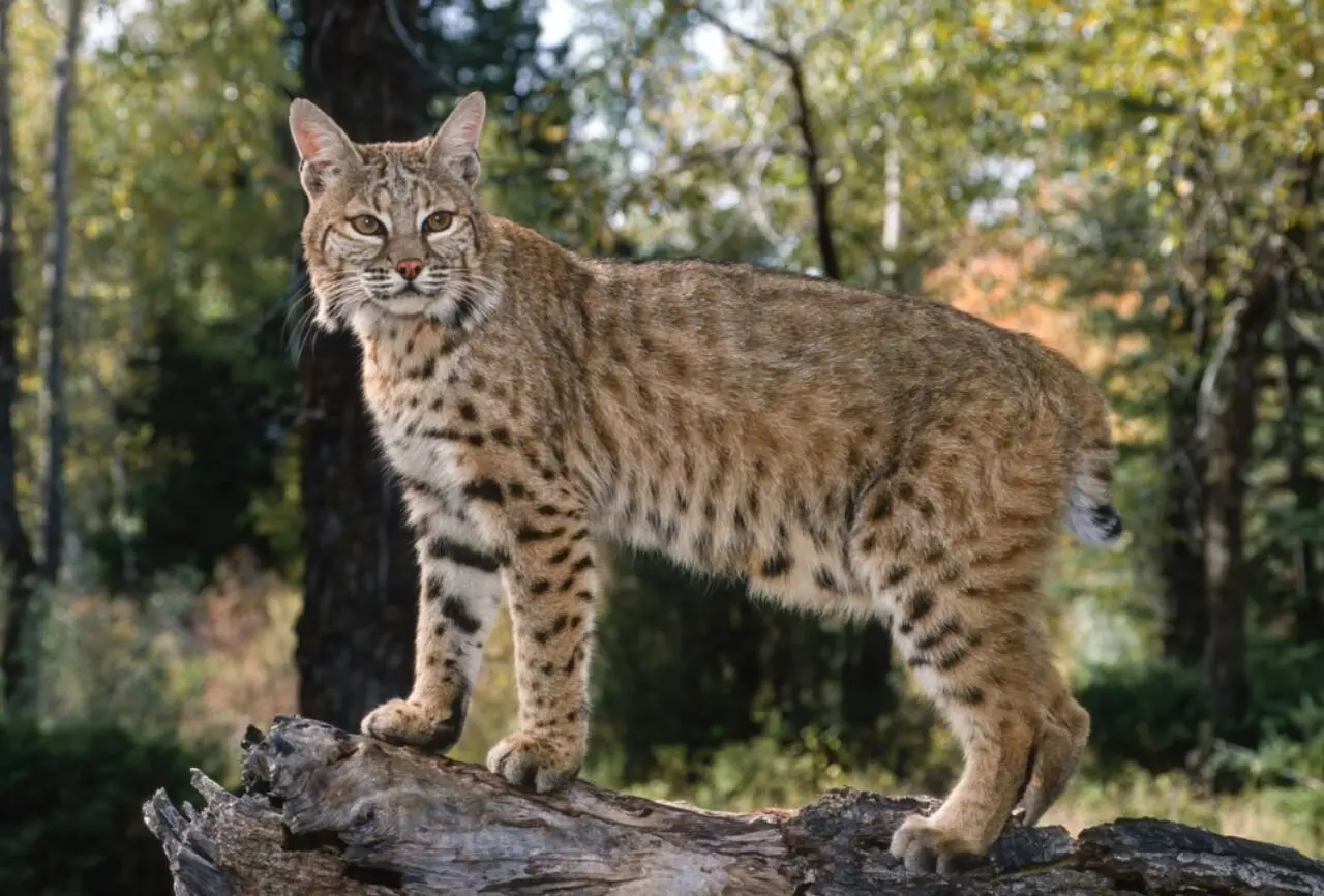 Lince americano