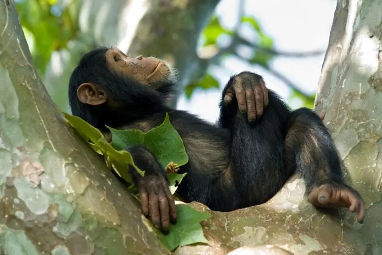 Macaco, Chimpanzé