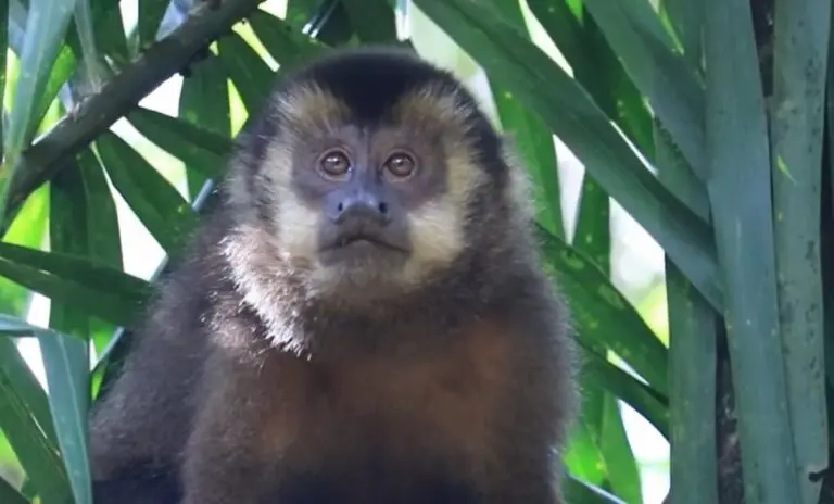 Macaco Prego
