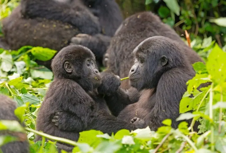 Macacos, primatas