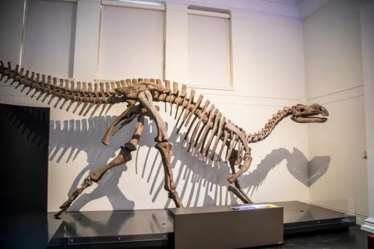 Muttaburrasauru