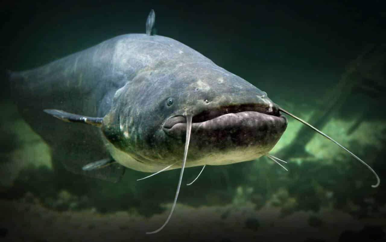 Peixe bagre