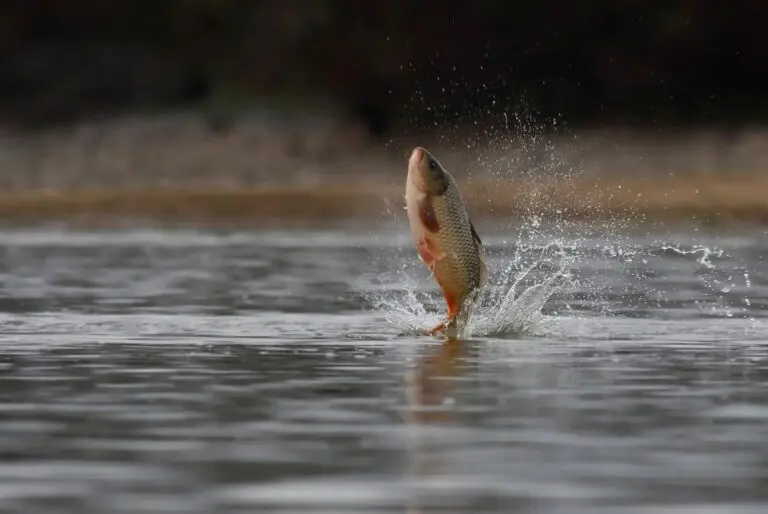 Peixe, lago