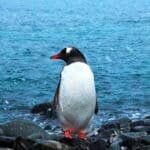 Pinguim