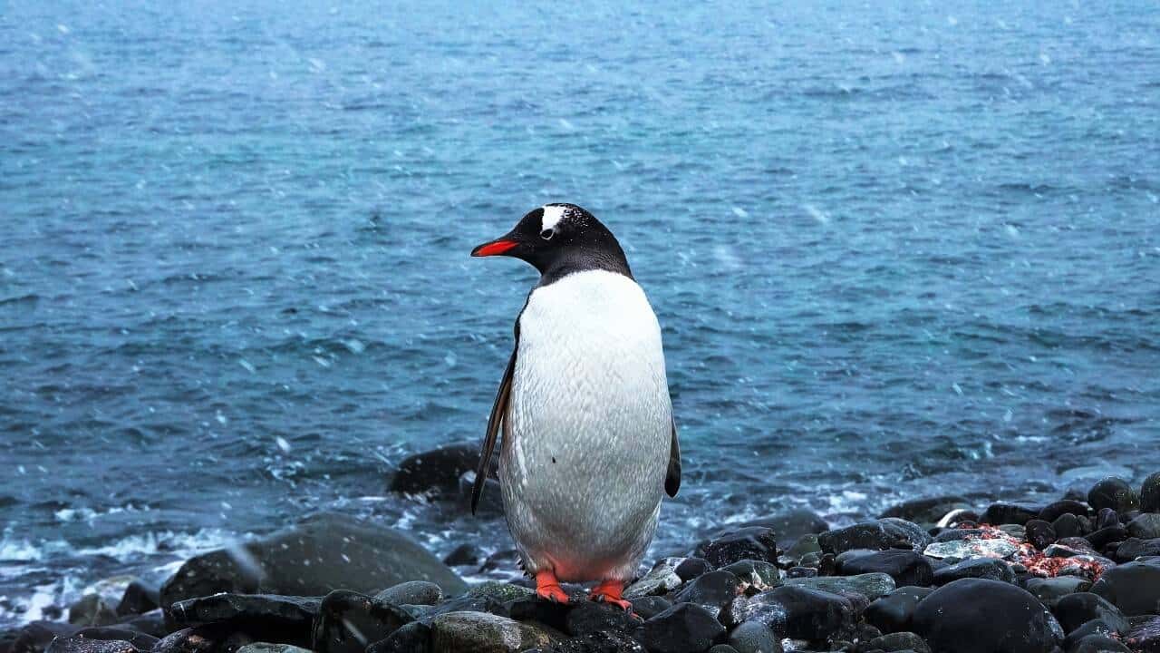 Pinguim