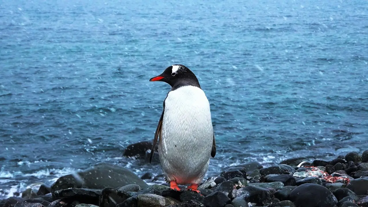 Pingüino