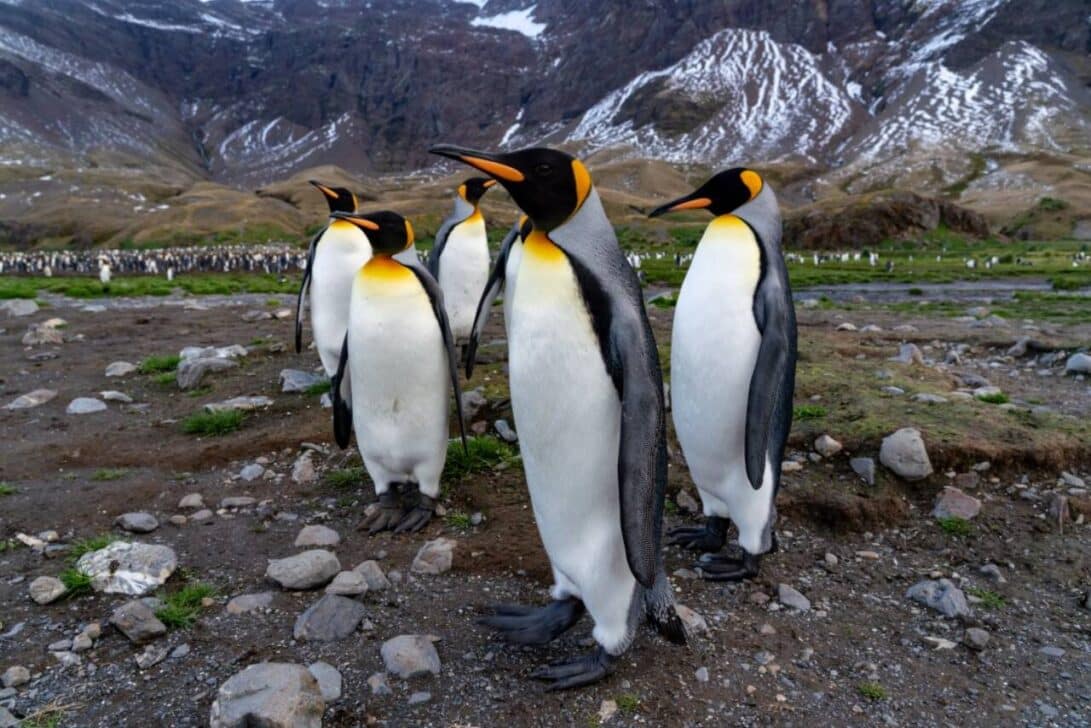 Pinguins