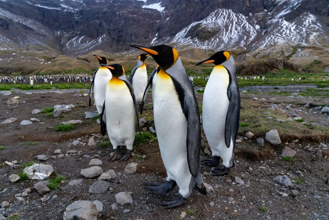 Pinguins