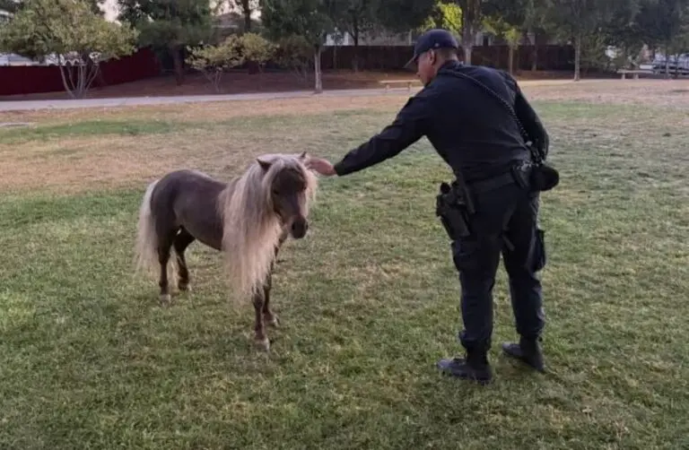 Policia de San Jose