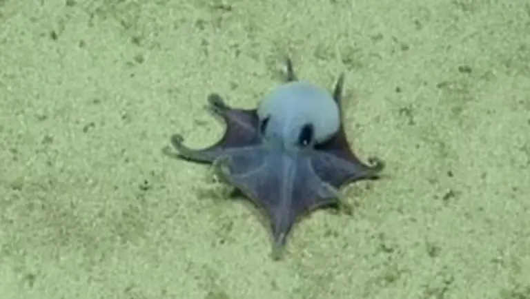 Polvo azul