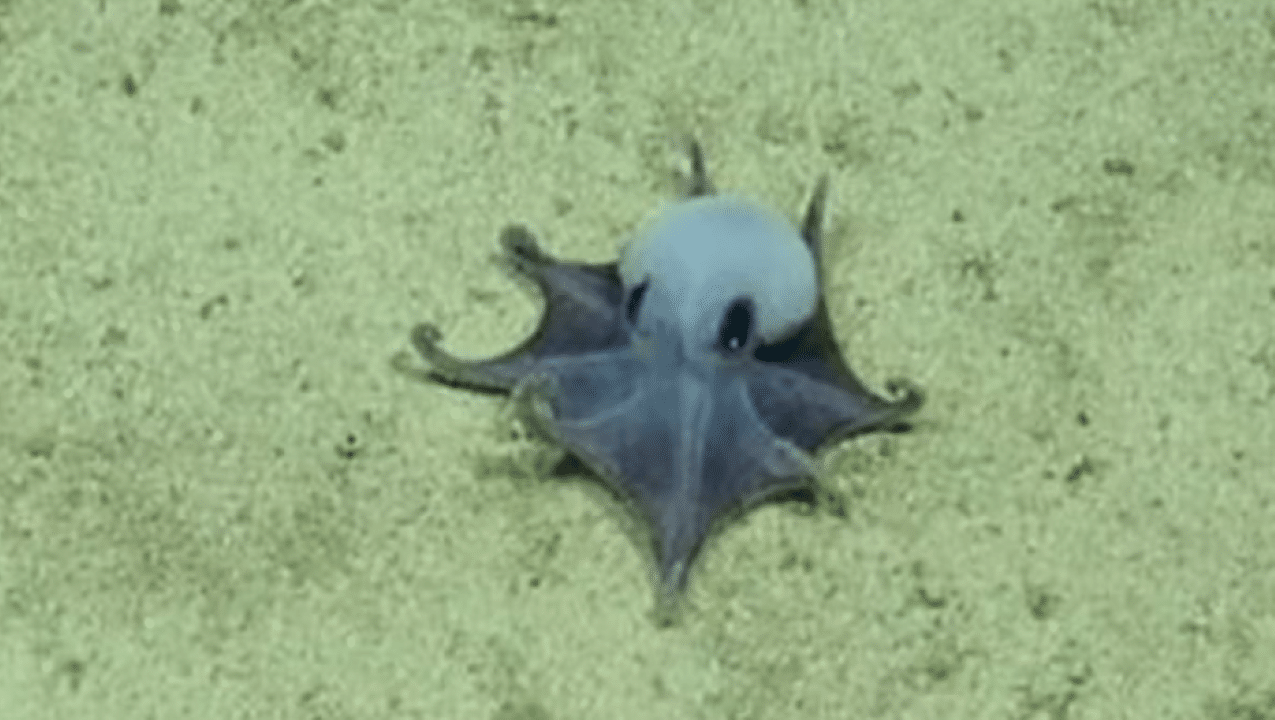 Polvo azul