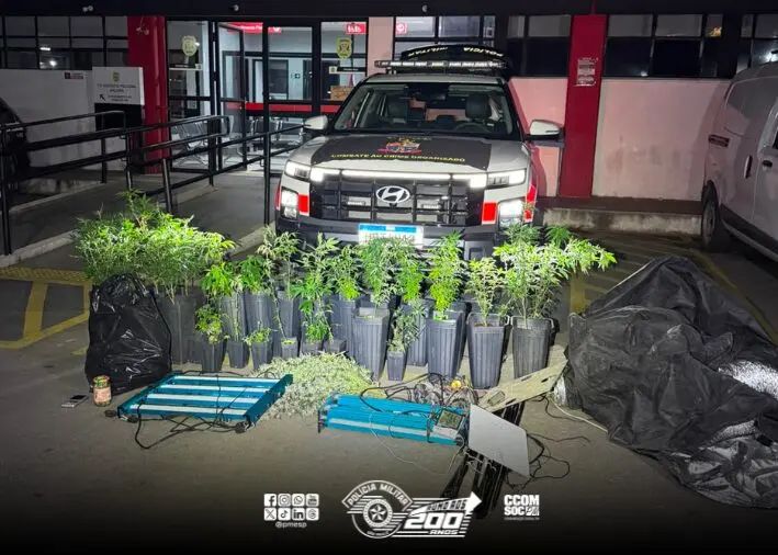 Polícia Militar desmantela sofisticado laboratório de cannabis com 28 plantas e estufas na zona norte de SP