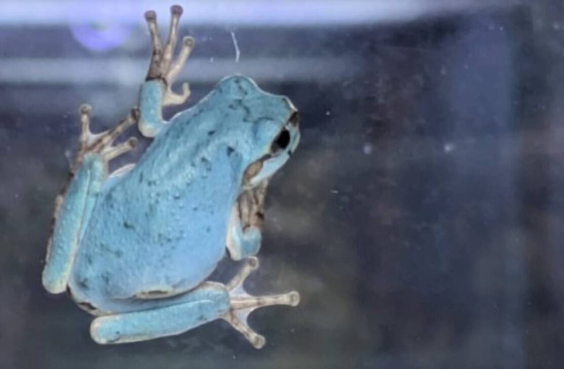 Sapo azul