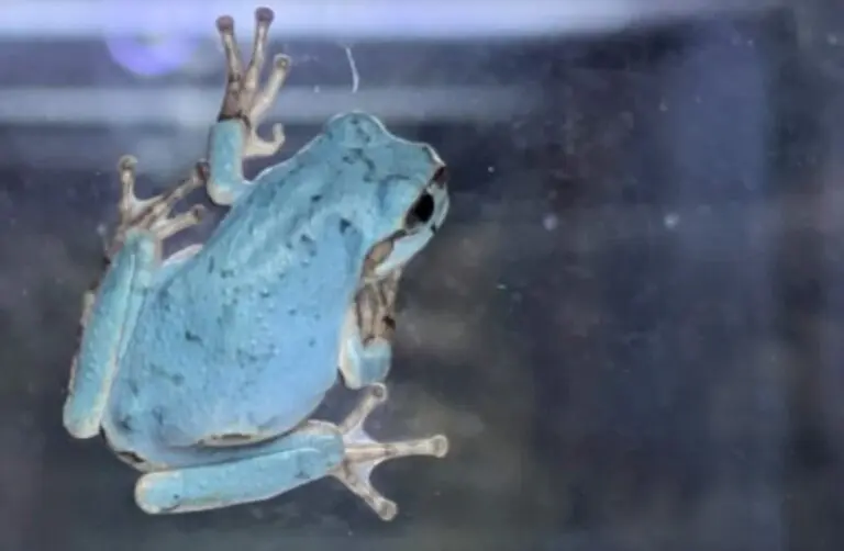 Sapo azul