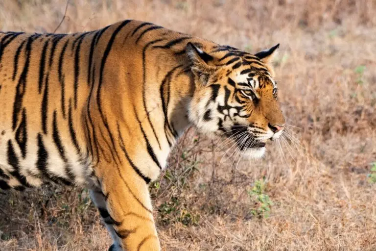 Tigre
