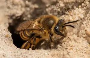 Abelhas revelam segredos evolutivos para proteger lavouras e biomas do clima