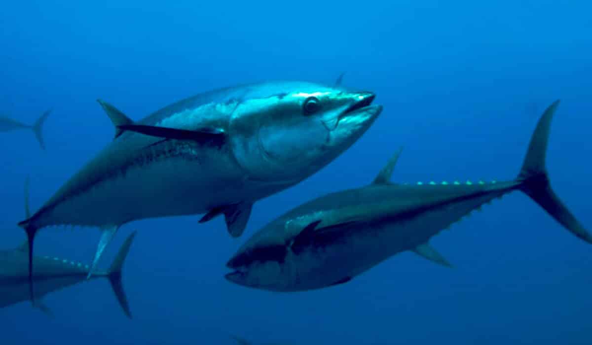 Conheça os pescados brasileiros que escaparam do tarifaço de Trump