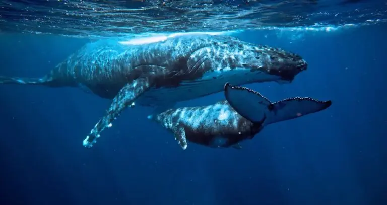 baleia azul