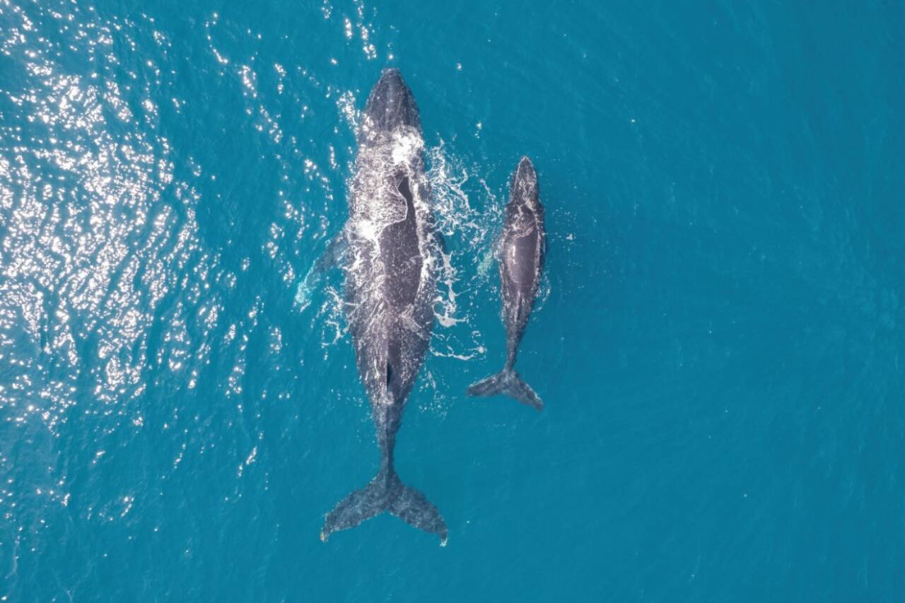 ballena azul