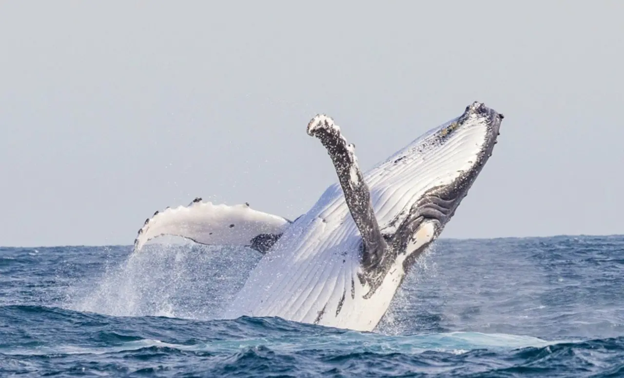 Baleia
