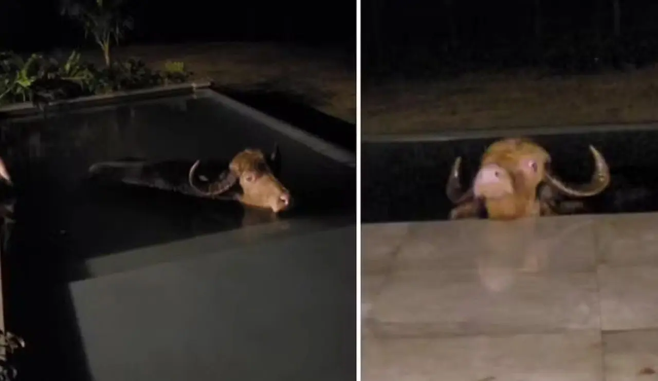 I bufali domestici invadono la piscina - Internet