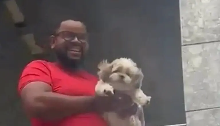 Cão resgatado em vendaval