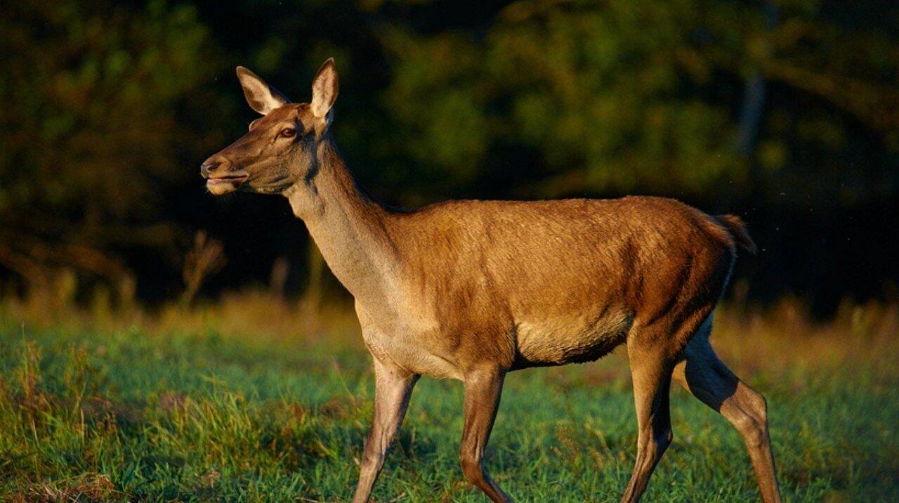 Cervo