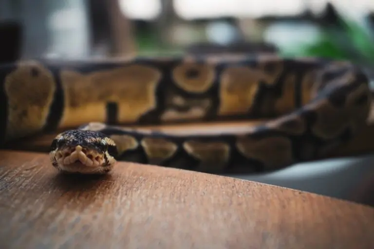 cobra píton