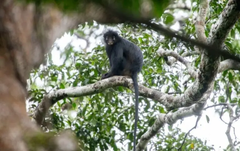 Colobus congoensis macaco de lábios laranjados - Reprodução/Sociedade Zoológica de Frankfurt / Daniel Rosengren