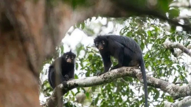 Colobus congoensis macacos de lábios alaranjados - Reprodução/Sociedade Zoológica de Frankfurt / Daniel Rosengren