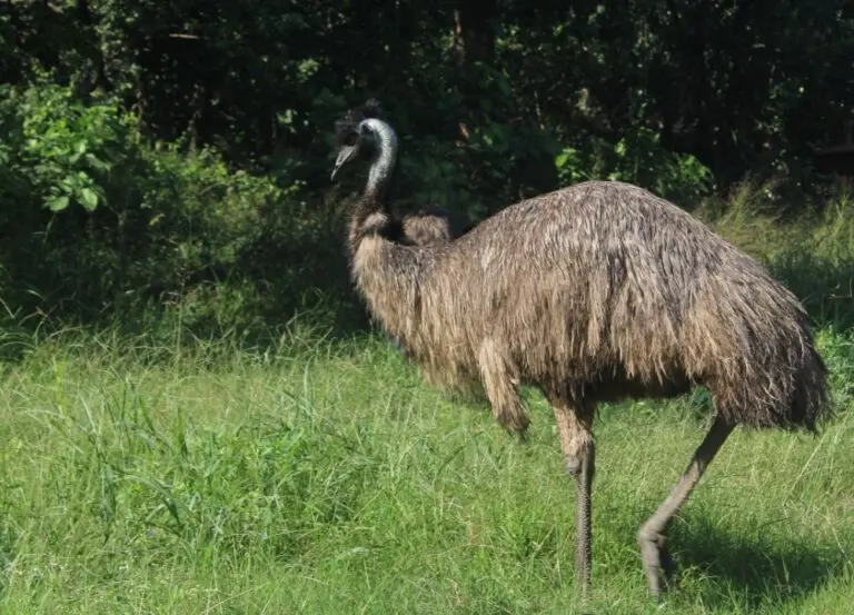 Emu