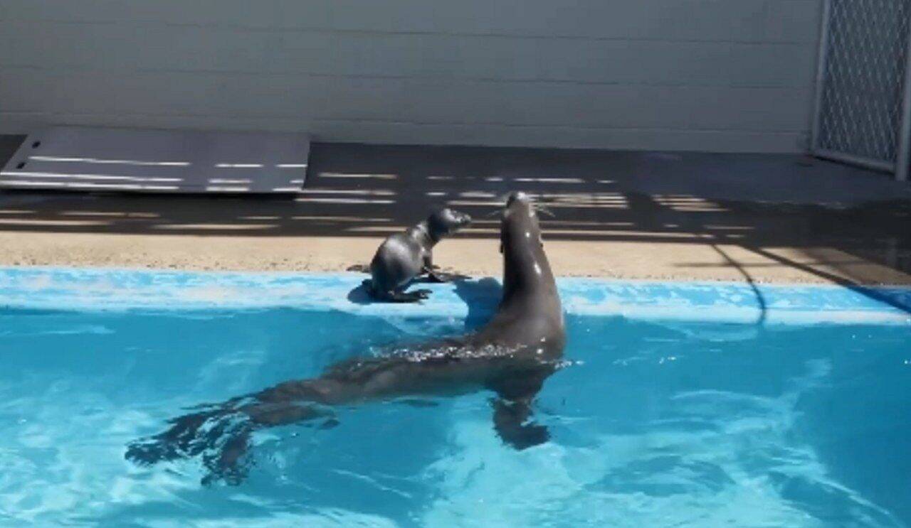 SeaWorld San Diego celebrates the birth of baby dolphins and sea lions