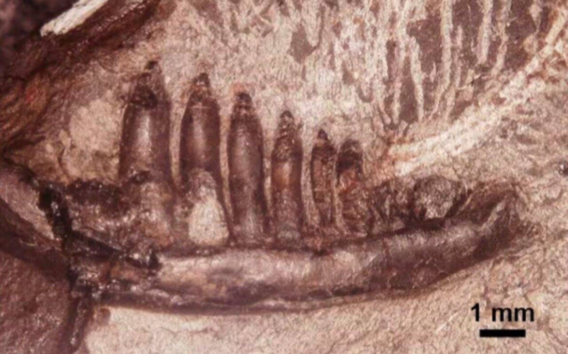 fóssil de lagarto encontrado na cidade de Katsuura - Reprodução/Museu da Província de Tokushima