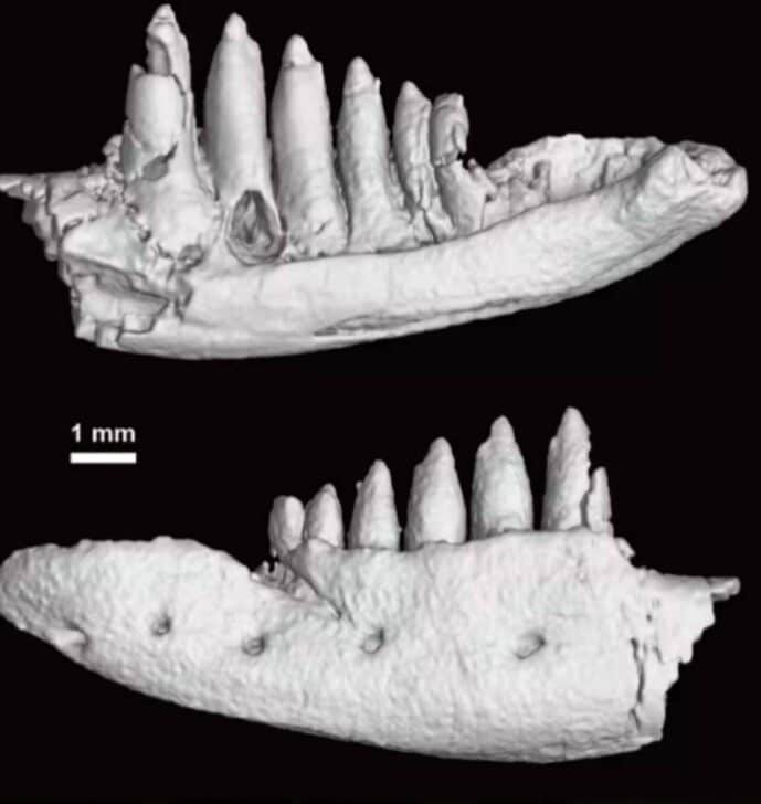fóssil de lagarto encontrado na cidade de Katsuura - Reprodução/Museu da Província de Tokushima