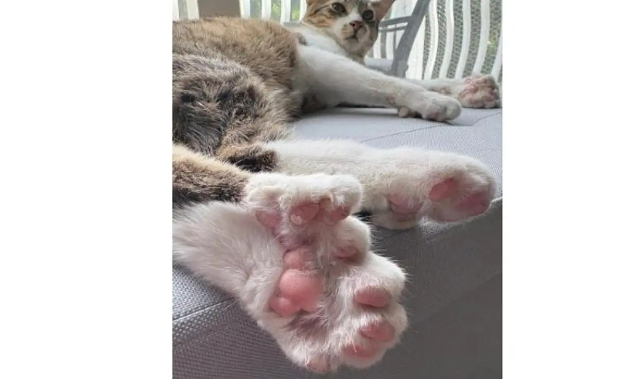 Gatinho de Michigan nasce com 28 dedos