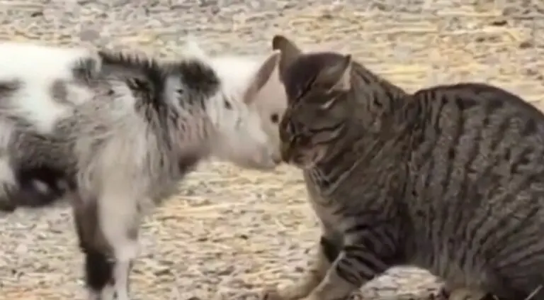 Gato Brincando com a Cabra