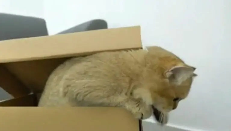 Gato na caixa