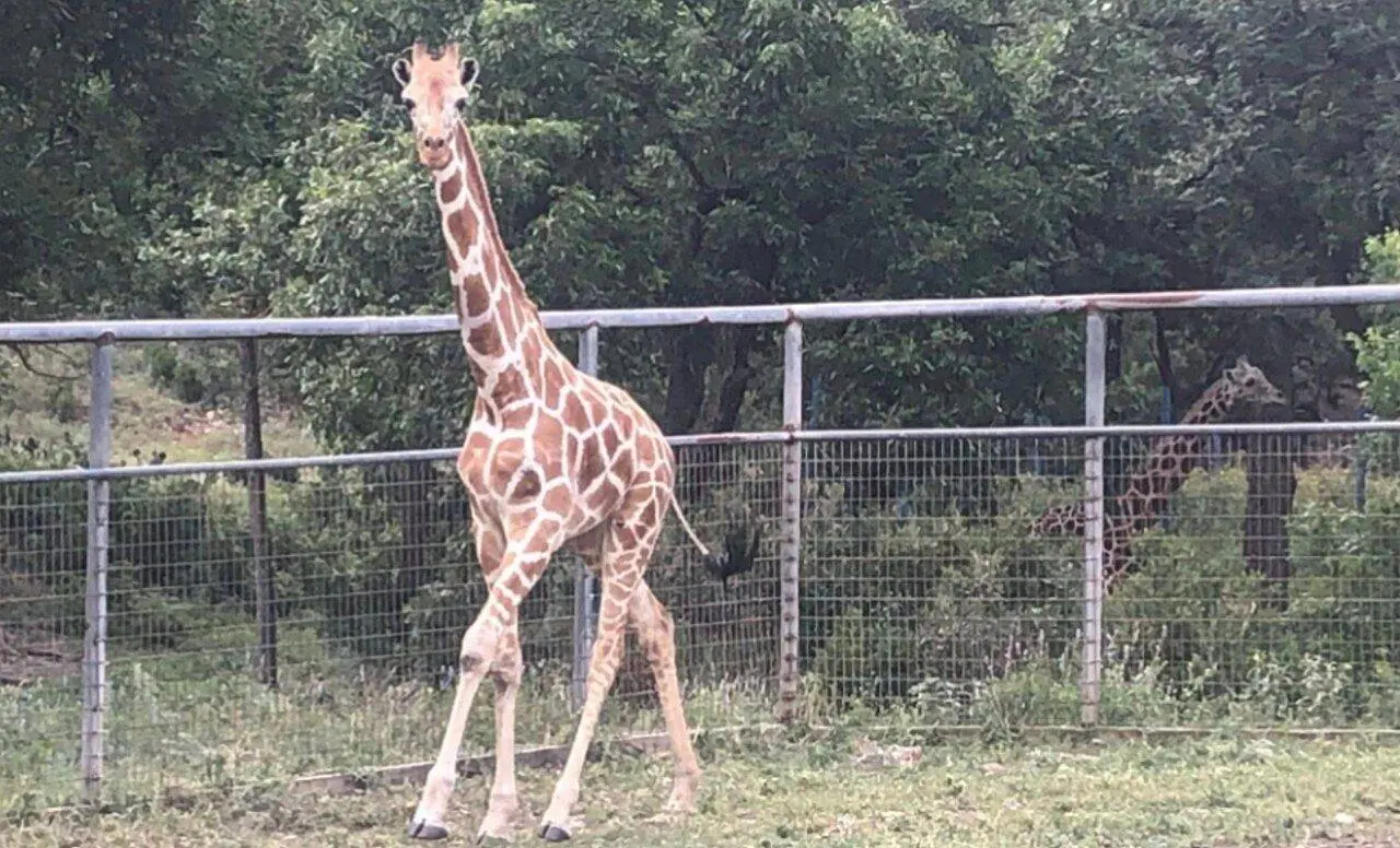 girafa Gracie - Facebook/Sheriff Nathan T. Johnson