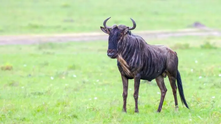 gnu