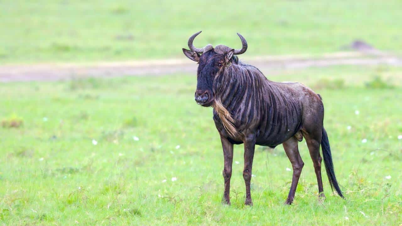 Zoológico de Indiana tem área evacuada após fuga de gnu recém-chegado