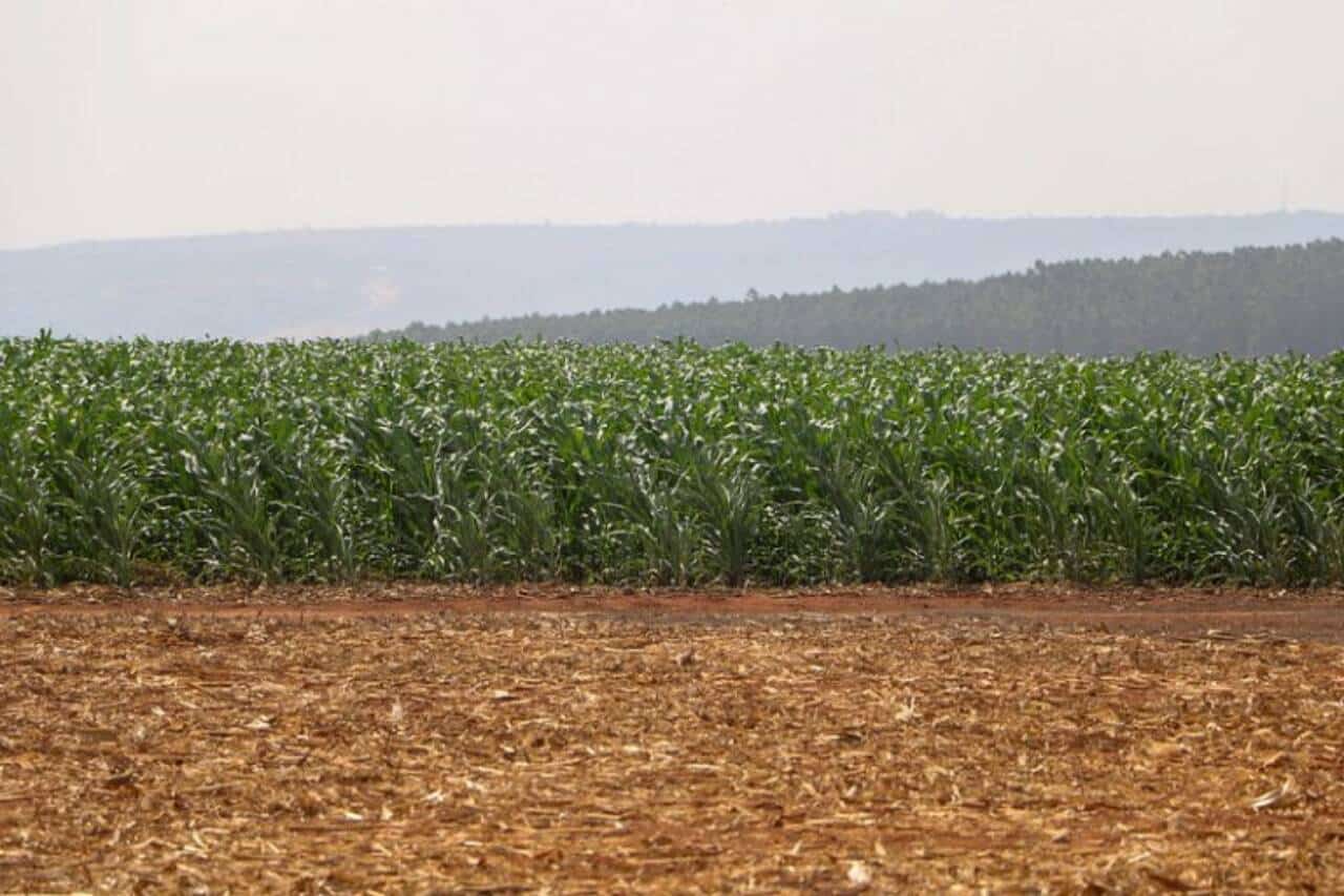 Agropecuária - plantações - plantação - fertilizantes - Agricultores do DF aumentam produtividade com fertilizante orgânico fornecido pela Caesb
