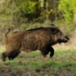 Javali - cecmi7592/shutterstock.com