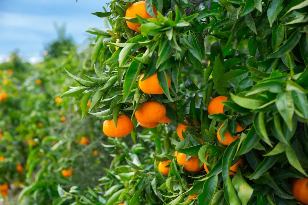 orange