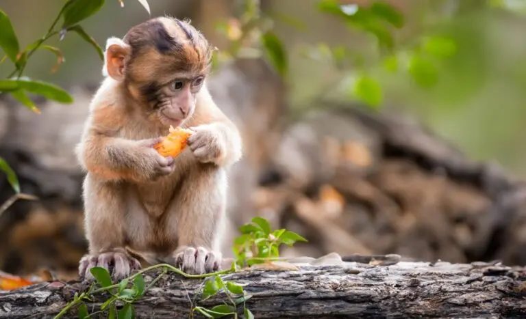 macaco